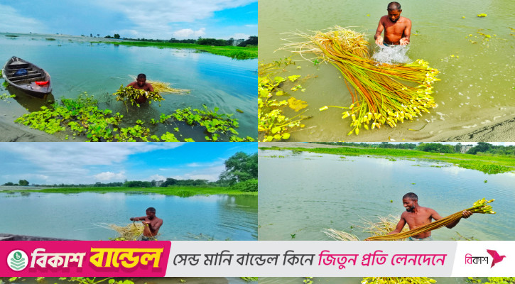 শাপলার হাসিতে বাঁচে ভ্যানচালক হাফিজুরের সংসার